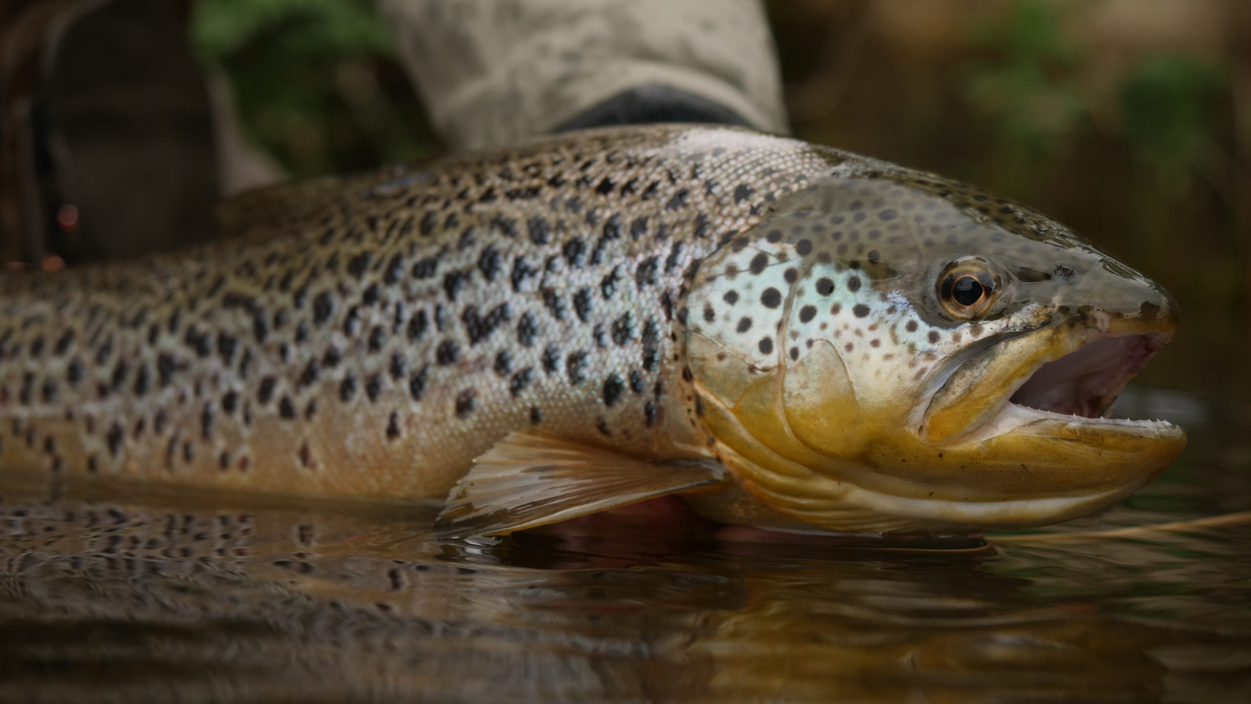 La pêche à la mouche